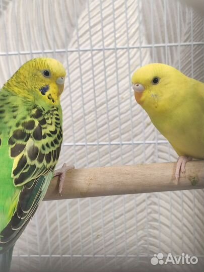 Волнистый попугай птенци