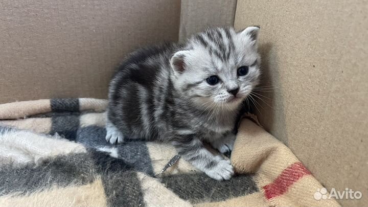 Шотландские котята