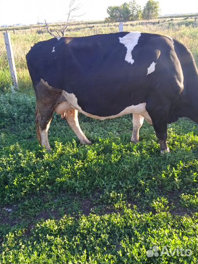 Продажа крс