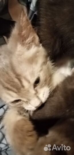 Котёнок девочка