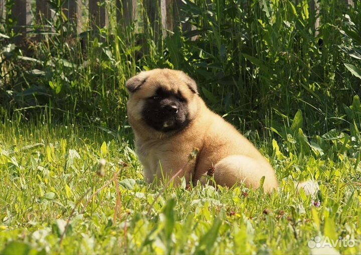 Щенки американской акиты