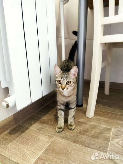 Кошечка-подросток