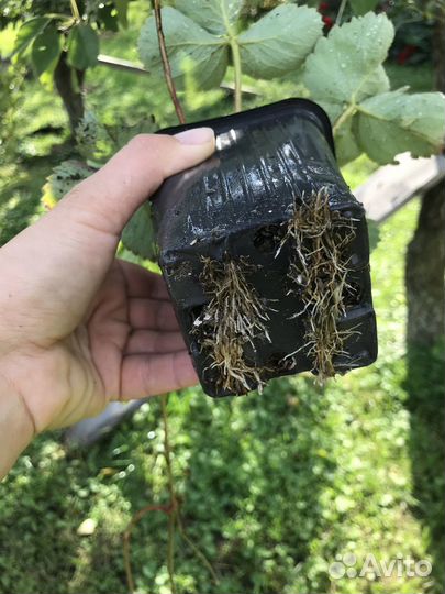 Земклуника Купчиха