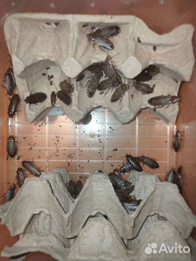 Мраморные Тараканы