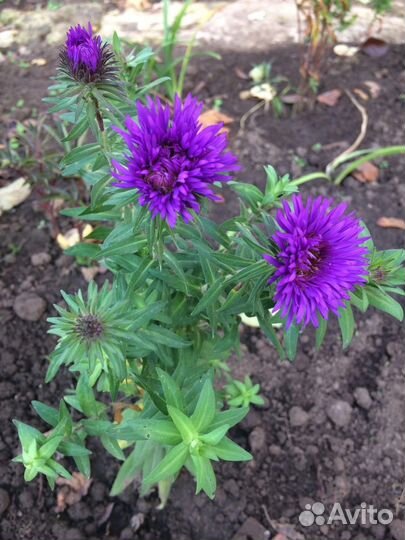 Садовые растения