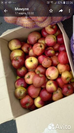 Яблоки домашние