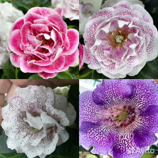 Глоксиния детки