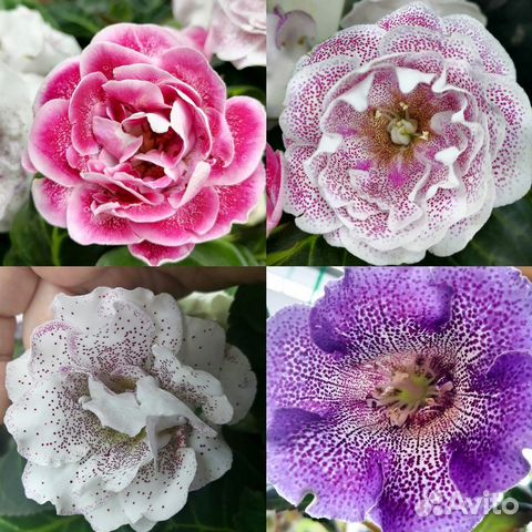 Глоксиния детки