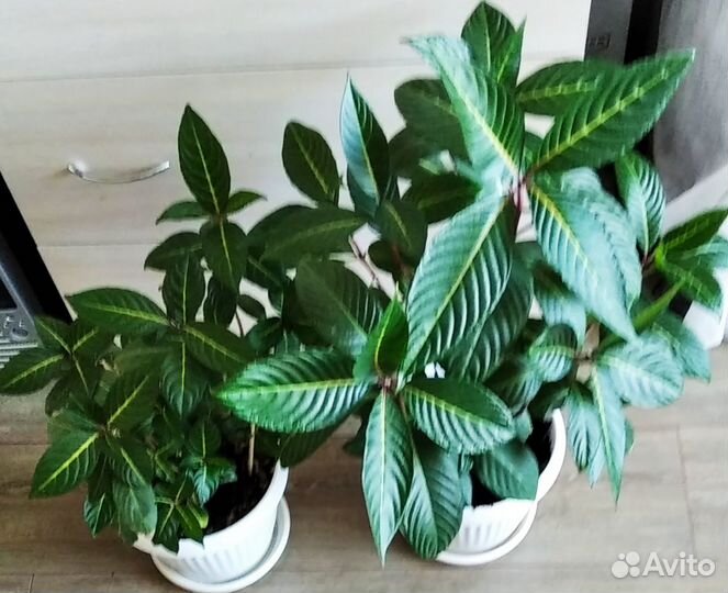 Цветы для дома и офиса