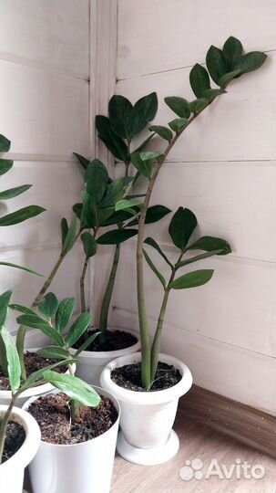 Замиокулькас долларовое дерево