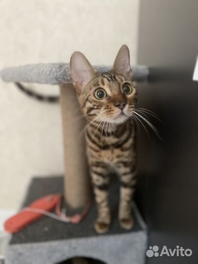 Бенгальская кошка
