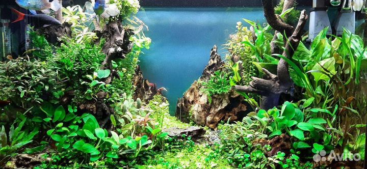 Аквариумные рыбки и растения