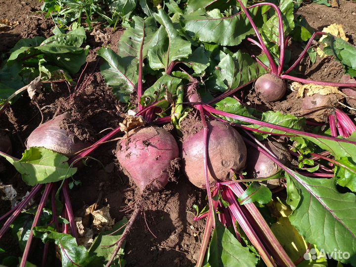 Продам свёклу и картофель