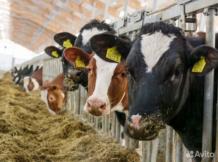 Лучшие телята для фермеров и любителей