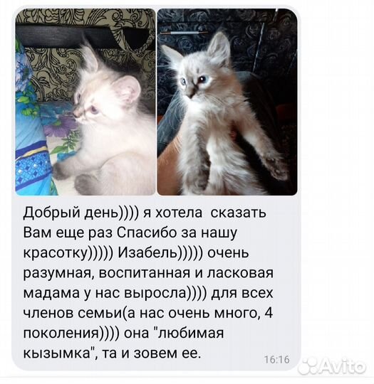 Котята в добрые руки