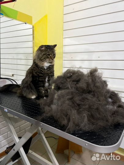 Грумер Стрижка собак и кошек