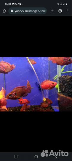 Аквариумные рыбки