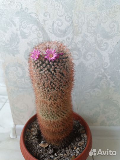 Кактус