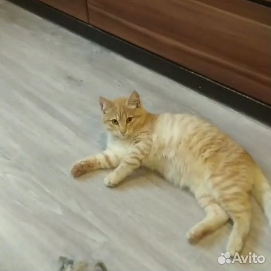 Котенок мальчик