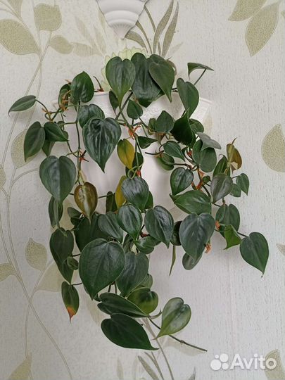 Сингониум. Филодендрон лазающий