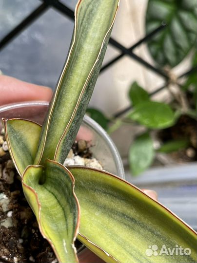 Сансевиерия сортовая редкая вариегатная