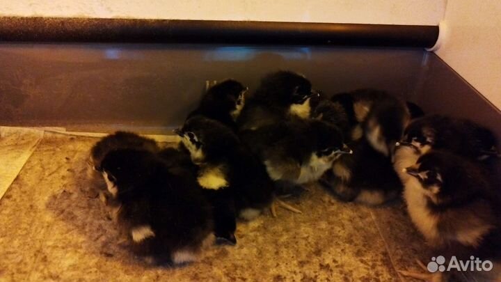 Цыплята Джерсийский гигант