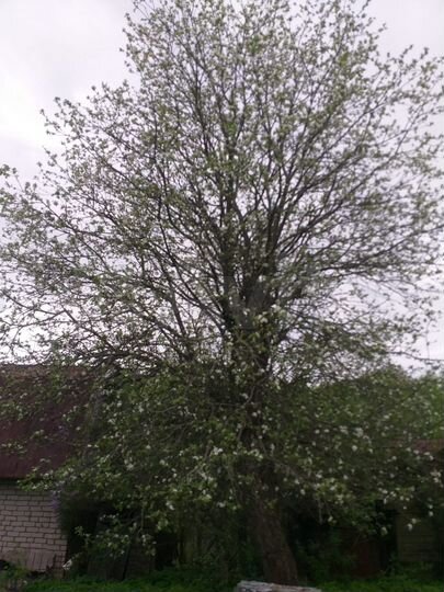 Дача 24 м² на участке 3 сот.