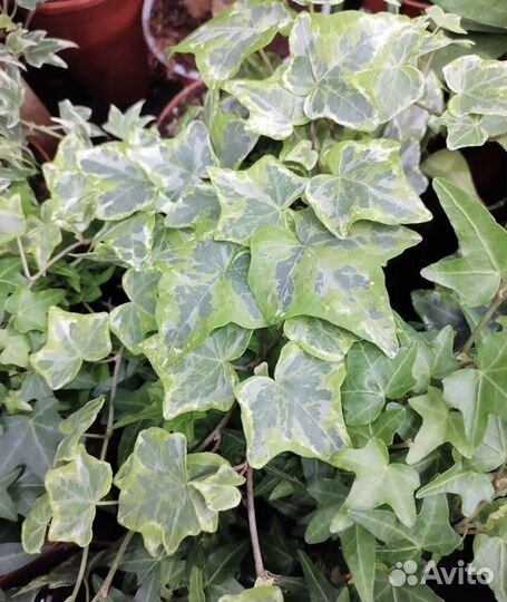 Хедера минт колибри и хедера golg Child плющ