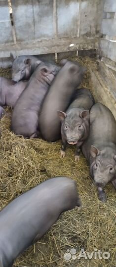 Вьетнамские поросята