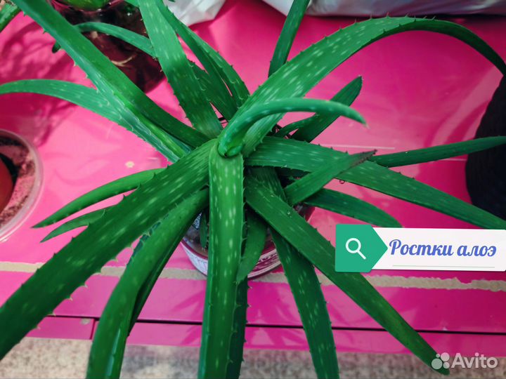 Ростки алоэ