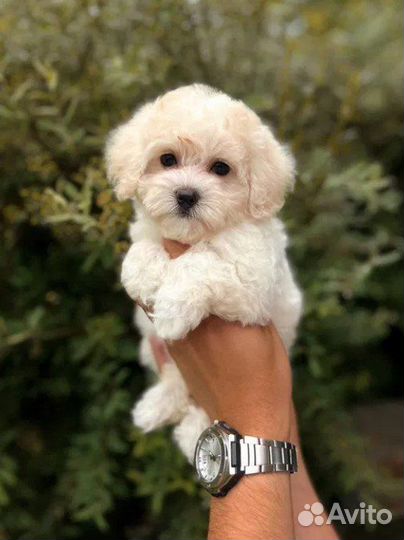 Щенки мальтипу