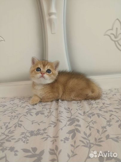 Кошечка золотая шиншилла