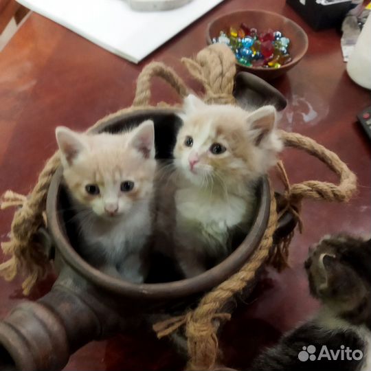 Отдам котят 3 недели