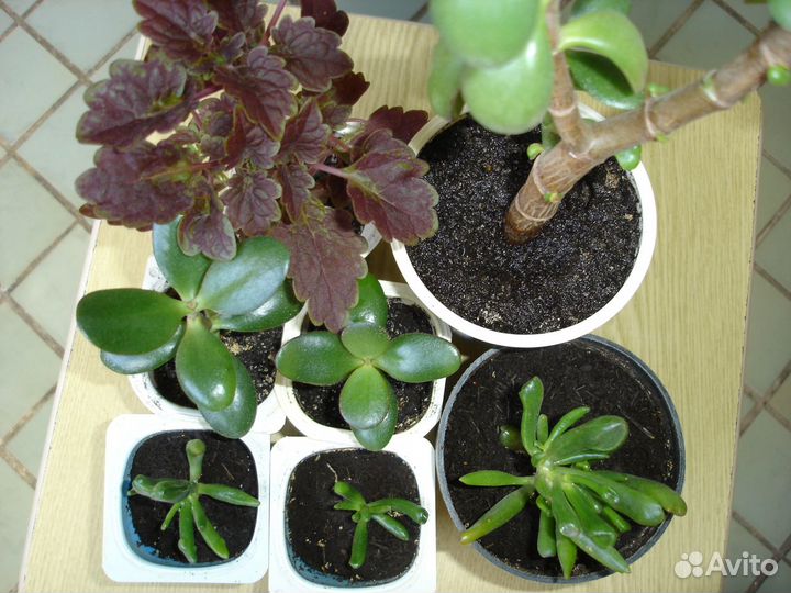 Колеус, бальзамин, толстянки, пеперомия