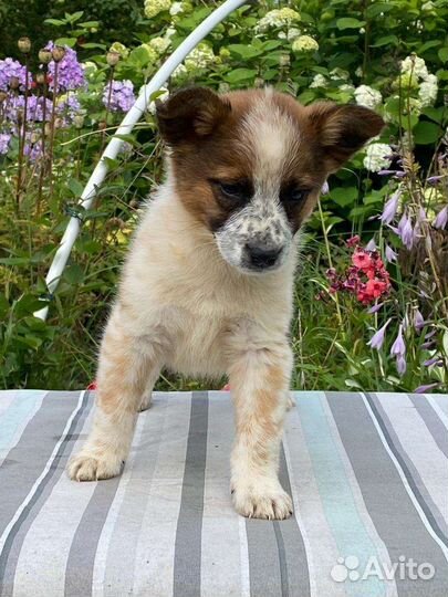 Щенок девочка в добрые ручки