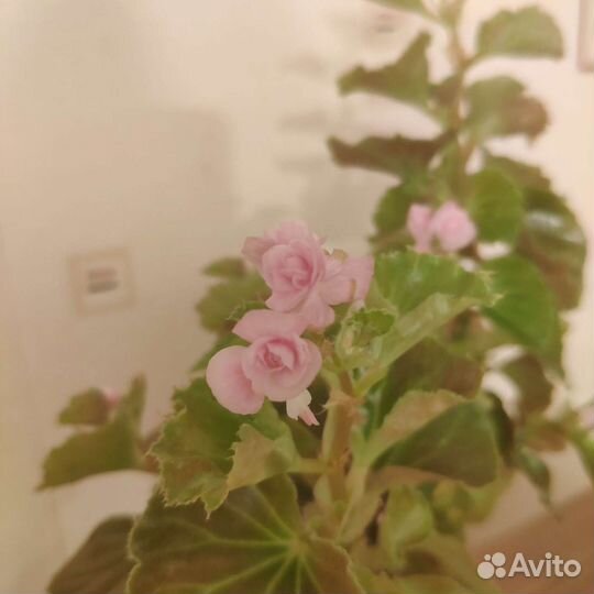 Бегония вечноцветущая розовая розочка