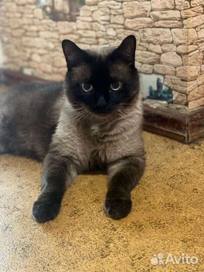 Кот в добрые руки