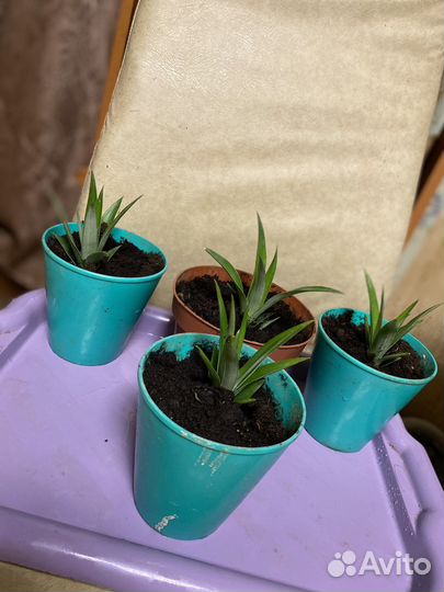 Обмен ананаса на цветок