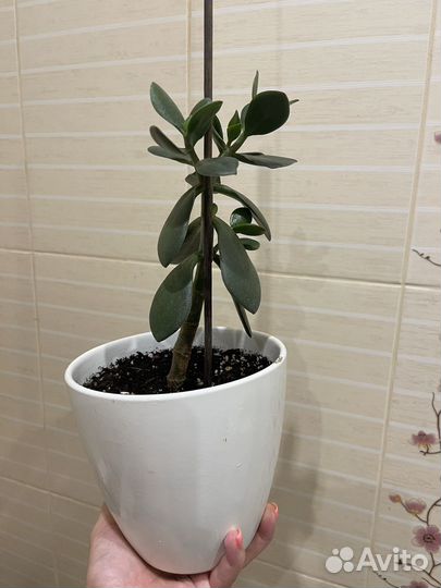 Суккуленты