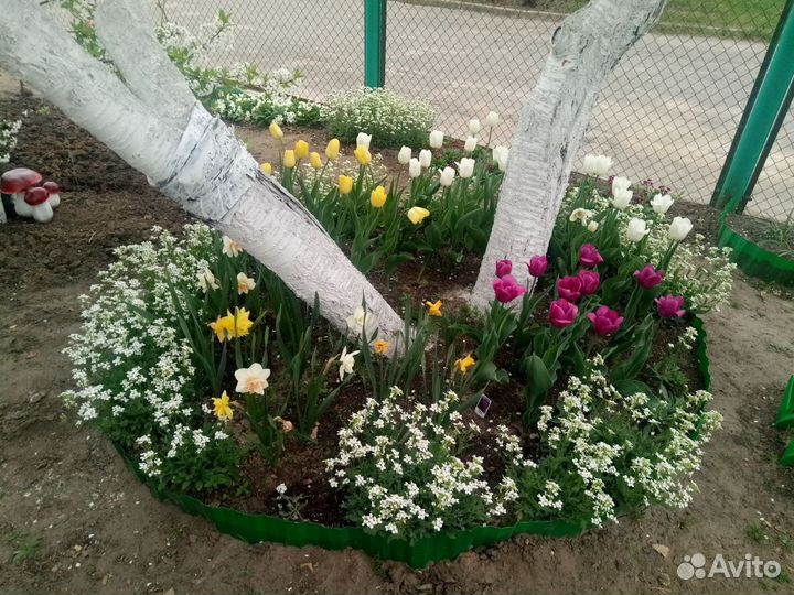 Арабис белый и розовый