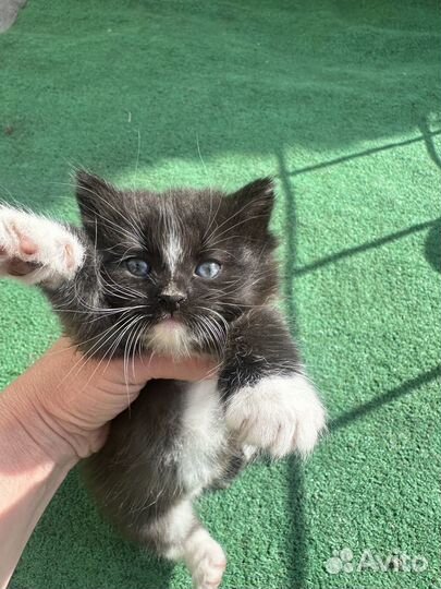 Отдаю прекрасных котят
