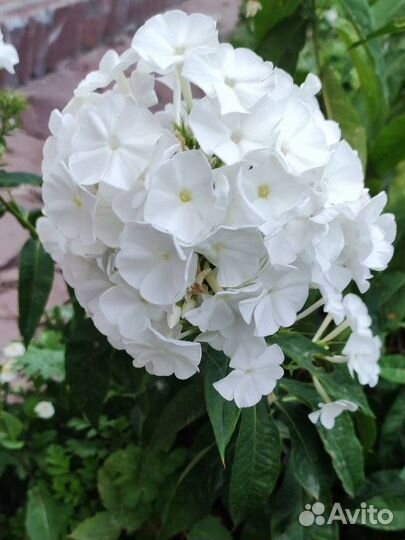 Садовые многолетники. Хризантема, лилейник, флоксы