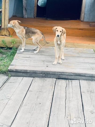 Щенки метисы гончей