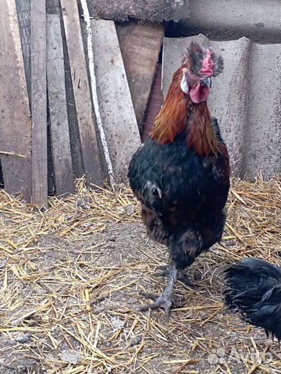 Молодые петухи