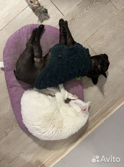 Кот в добрые руки