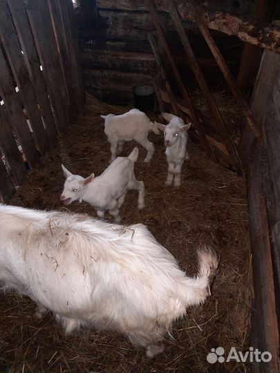 Козлята, козы