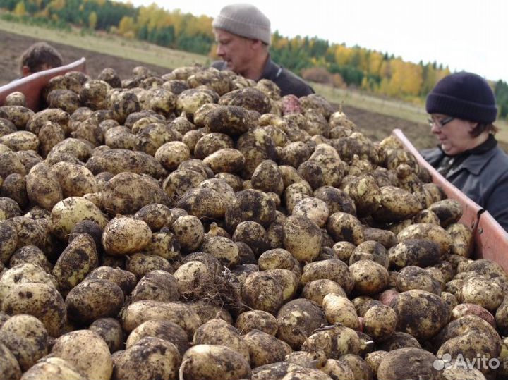 Картофель домашний