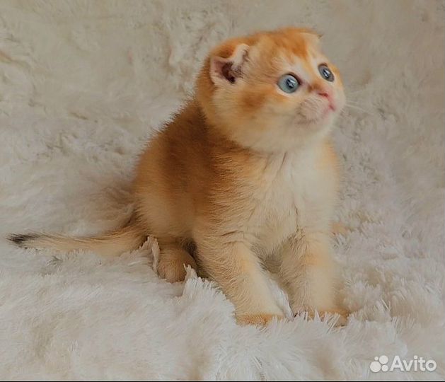 Шотландские вислоухие котята золотая шиншилла