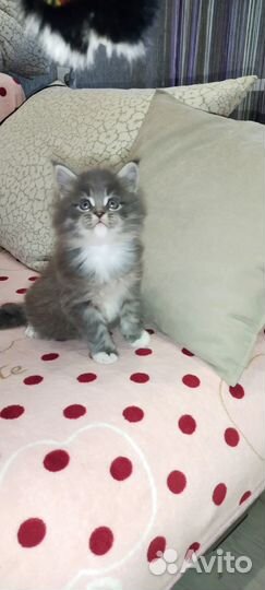 Котята мейн-кун