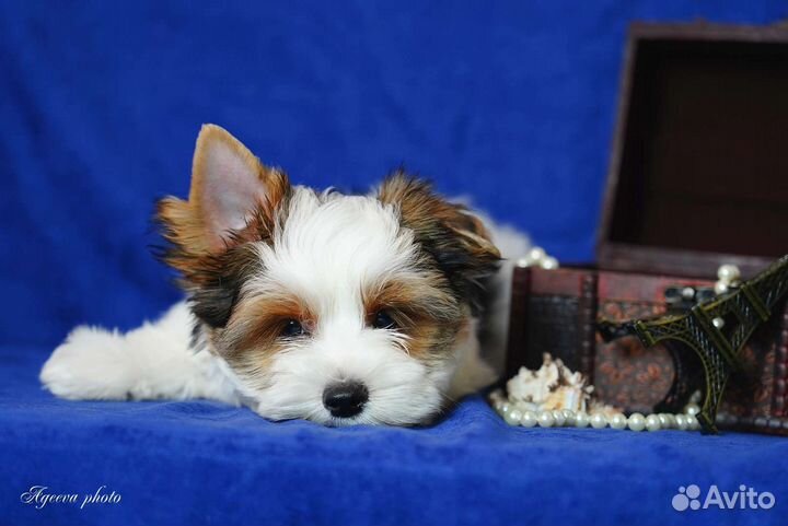 Щенки бивер йорка